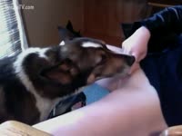 Dog eating her up